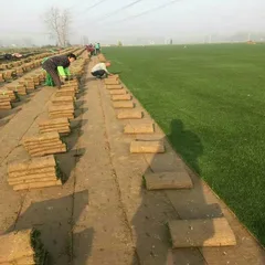 Walk-Behind Sod Cutter / Turf Harvester (Gasoline Powered, Auto-Cut, for Park Lawn Transplanting)