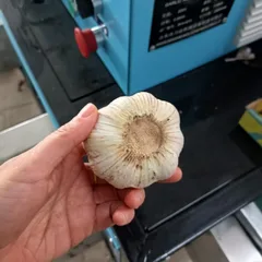大蒜剪杆切根一体机