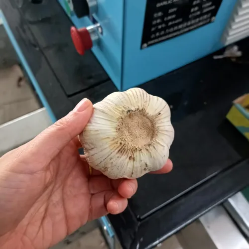 大蒜剪杆切根一体机