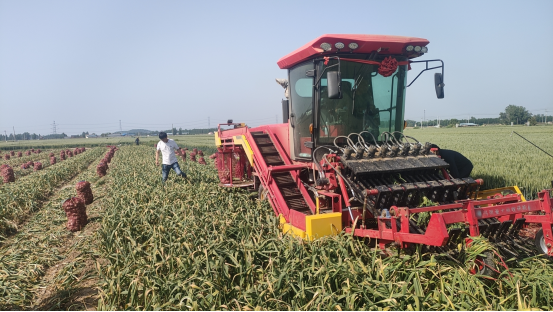 7-Row Garlic Combine Harvester 4DS-128A, Self-propelled Multi-function Garlic Harvesting Machine