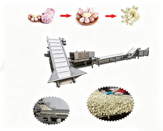 Integrated Garlic Separating, Peeling, Washing & Drying Machine, High-capacity Food Grade Garlic Equipment