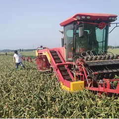 7-Row Garlic Combine Harvester 4DS-128A, Self-propelled Multi-function Garlic Harvesting Machine