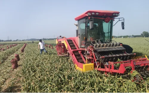 7-Row Garlic Combine Harvester 4DS-128A, Self-propelled Multi-function Garlic Harvesting Machine