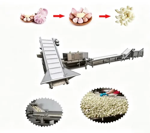 Integrated Garlic Separating, Peeling, Washing & Drying Machine, High-capacity Food Grade Garlic Equipment